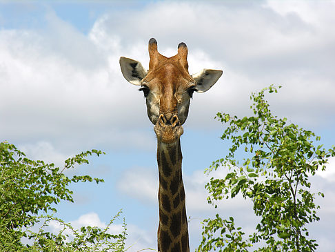 Giraffe Foto 